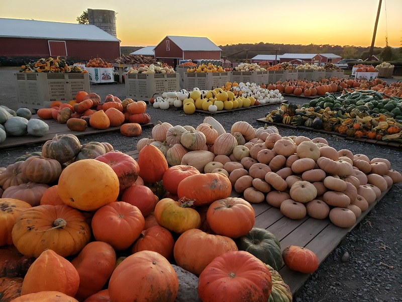 pumpkin 2